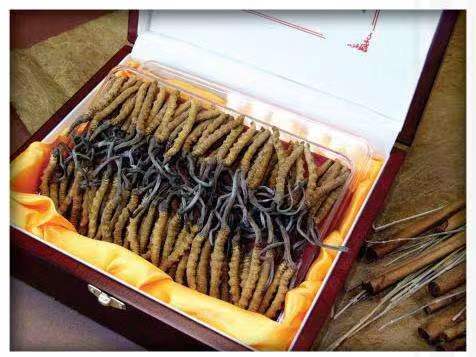 芷江冬虫夏草回收